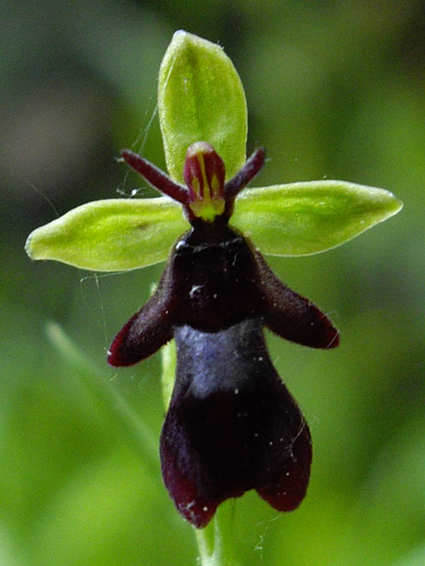 Ophrys insectifera